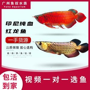 印尼紅龍魚怎么養（印尼紅龍魚養殖方法）