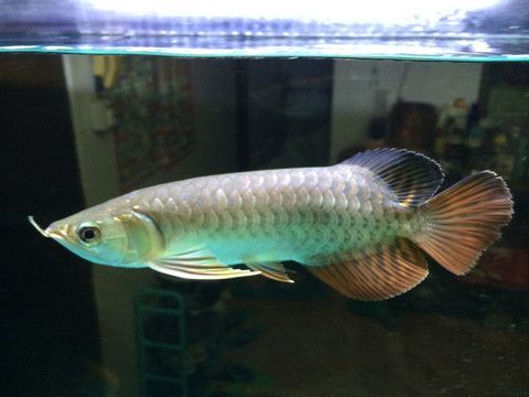 紅尾金龍魚商品編碼是多少：紅尾金龍魚的商品編碼是0301100020