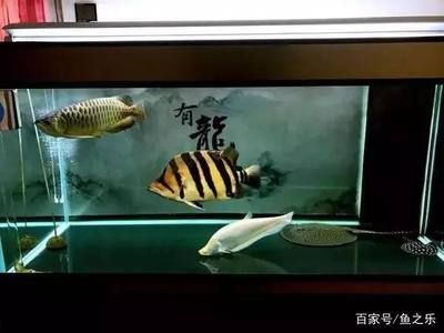 養(yǎng)龍魚(yú)有講究，這些講究主要涉及龍魚(yú)的飼養(yǎng)環(huán)境和方法：為什么不建議將龍魚(yú)養(yǎng)在魚(yú)缸里面？