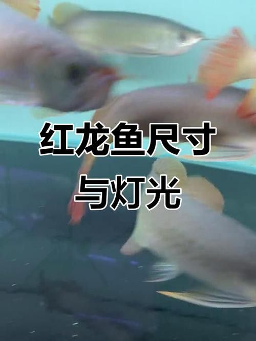 紅龍魚燈光位置擺放圖片視頻