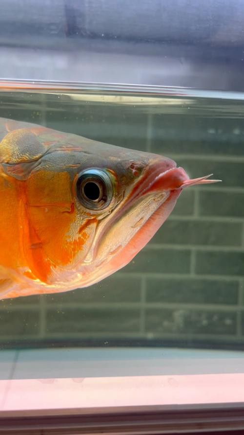 紅龍魚燈光位置擺放圖片視頻