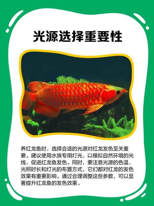 紅龍魚燈光位置擺放圖片視頻