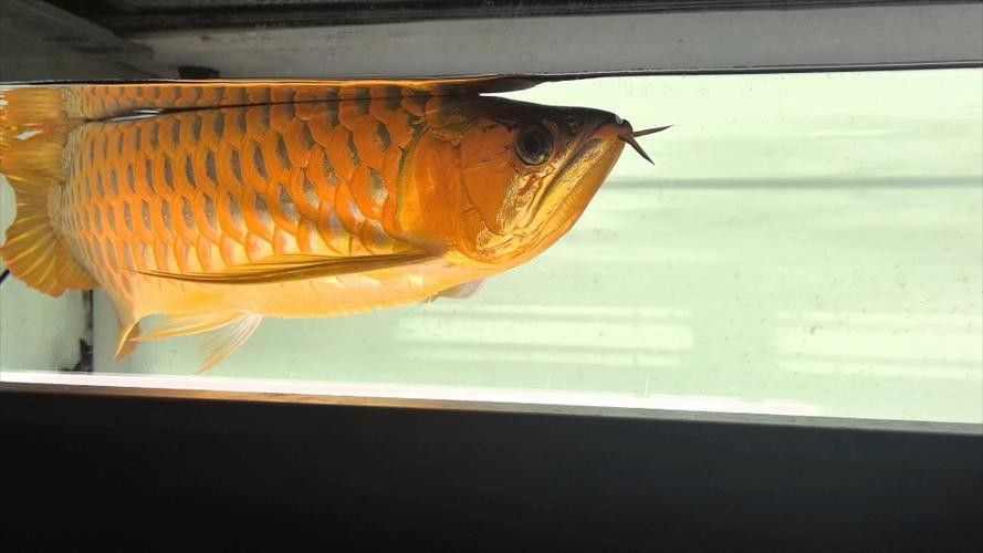 紅龍魚燈光位置擺放圖片視頻