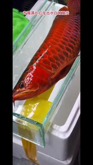 紅龍魚燈光位置擺放圖片視頻