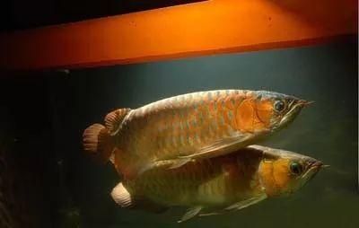 龍魚沒人的時候在缸底,有人就浮起來（龍魚在無人時趴缸有人時浮起的行為可能由多種因素引起）