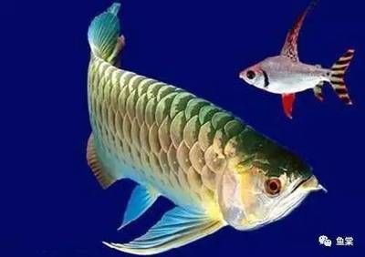 龍魚沒人的時候在缸底,有人就浮起來（龍魚在無人時趴缸有人時浮起的行為可能由多種因素引起）