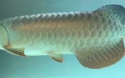 夢見大龍魚的基本解釋，夢見大龍魚的具體含義可能因人而異：周公解夢：夢見大龍魚的含義