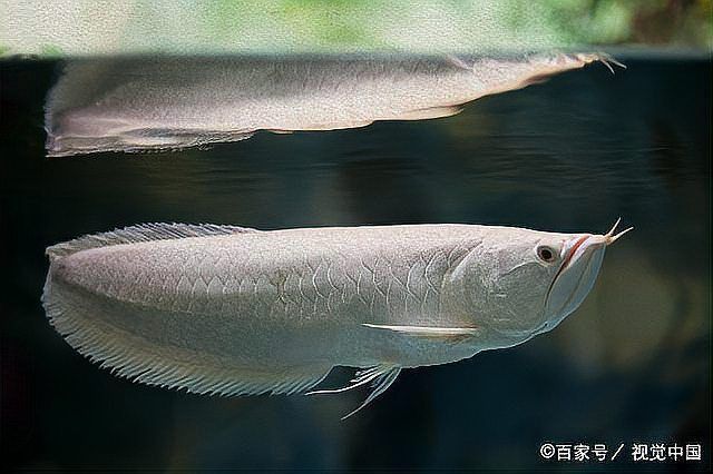 龍魚鰓蓋有一個圓坑
