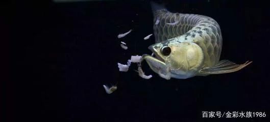 龍魚第一次喂食怎么喂：龍魚第一次喂食注意事項：龍魚第一次喂食怎么喂