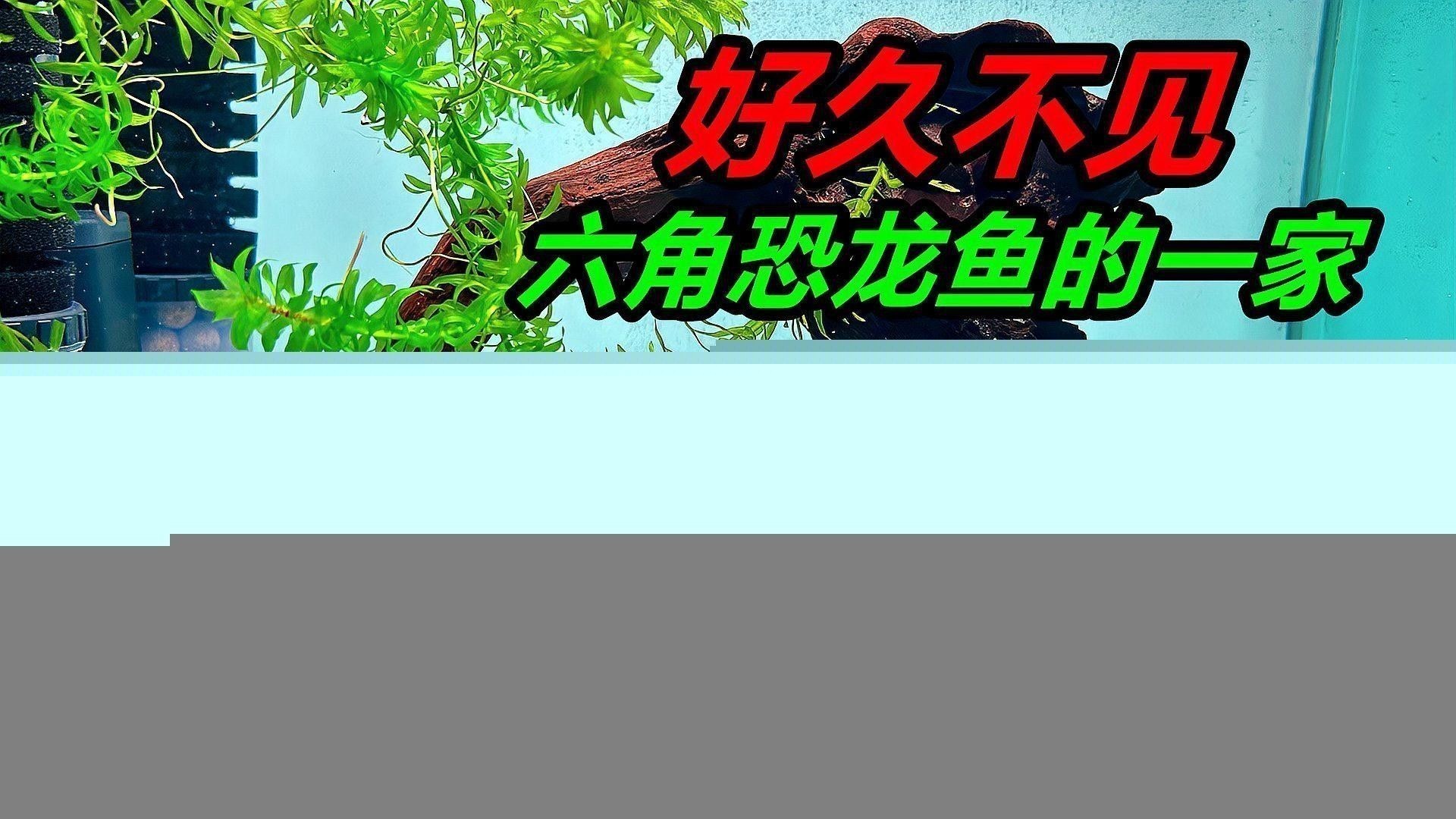 養六角恐龍魚注意事項有哪些