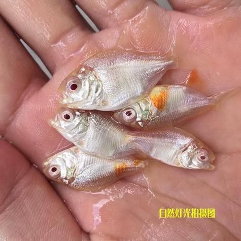 蝙蝠鯧可以和龍魚混養嗎圖片