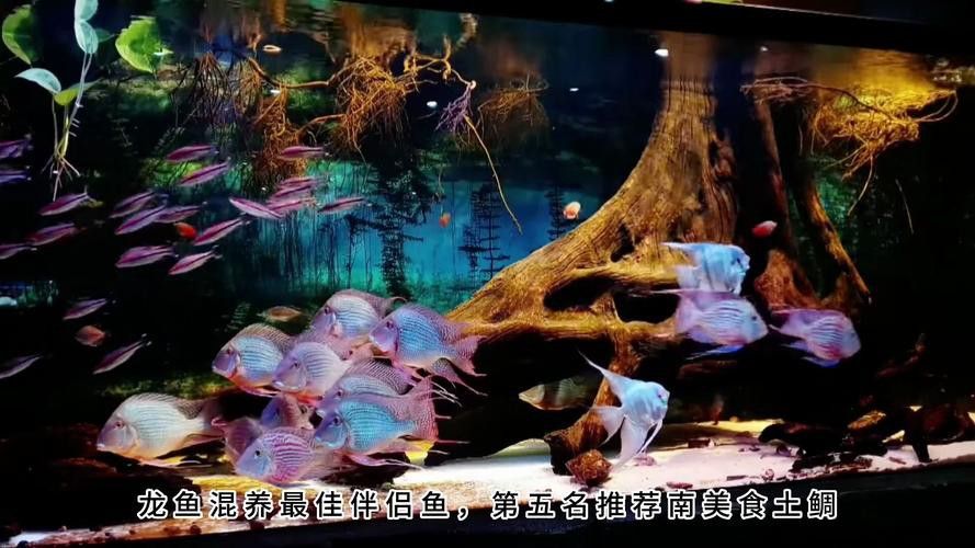 蝙蝠鯧可以和龍魚混養嗎圖片