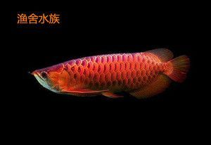 紅龍魚幼苗和金龍魚幼苗區別在哪里（紅龍魚幼苗與金龍魚幼苗的區別）
