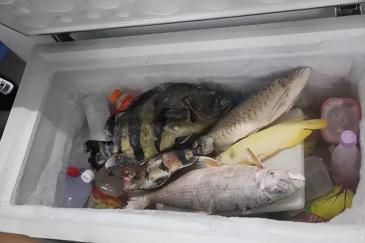 河邊抓回來的小魚凍多久才能給龍魚吃。（河邊抓回來的小魚凍多久喂給龍魚合適）
