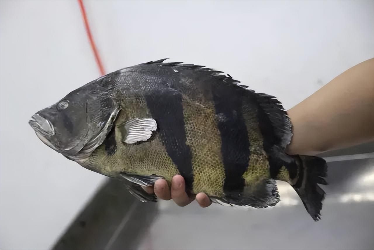 河邊抓回來的小魚凍多久才能給龍魚吃。（河邊抓回來的小魚凍多久喂給龍魚合適）