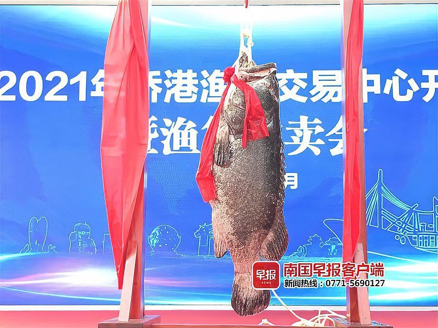 北海龍魚圖片大全高清大圖