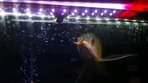 龍魚胡子斷了：如何處理龍魚胡子斷裂的問題 龍魚胡子斷了：如何處理龍魚胡子斷裂的問題 龍魚百科 第4張