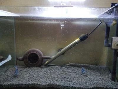 沒過水龍魚浮頭（龍魚為什么會(huì)浮頭）