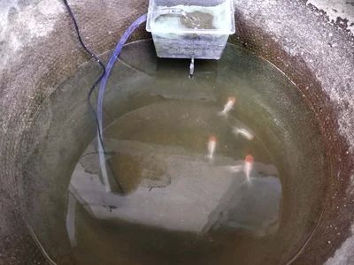 沒過水龍魚浮頭（龍魚為什么會(huì)浮頭）