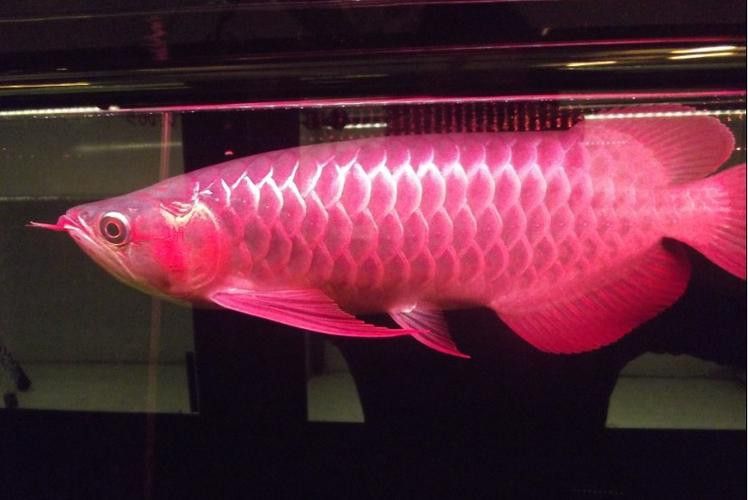 給我一些紅龍魚(yú)品相圖