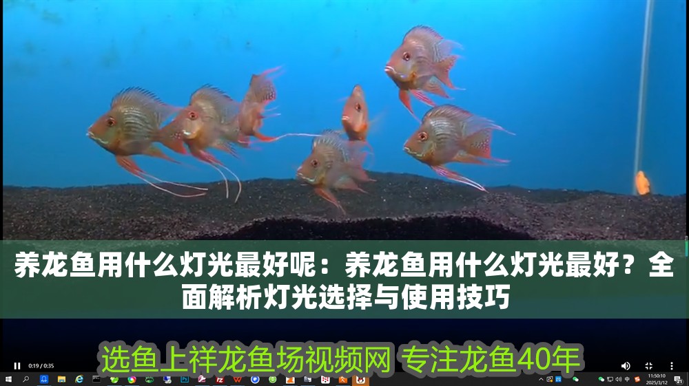 養龍魚用什么燈光最好呢：養龍魚用什么燈光最好？全面解析燈光選擇與使用技巧