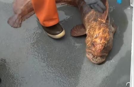 龍魚鑒定中心官網：關于龍魚鑒定中心官網的介紹