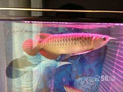 龍魚在哪買便宜點的：廣州龍虎匯龍魚價格查詢