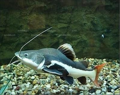 龍魚能耐多少低溫：龍魚對(duì)水溫的要求有哪些？