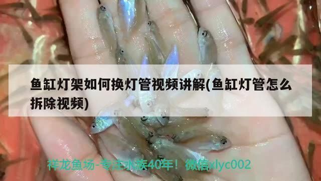 三間魚繁殖期光照管理策略：三間魚繁殖期光照對水質影響，三間魚繁殖期光照管理案例
