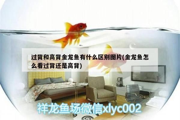 三間魚繁殖期光照管理策略：三間魚繁殖期光照對水質影響，三間魚繁殖期光照管理案例