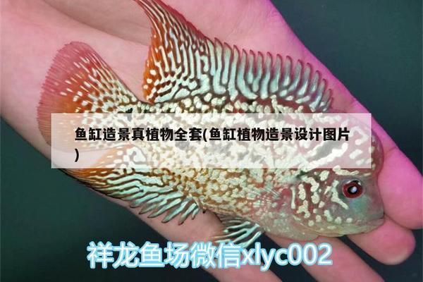 三間魚繁殖期光照管理策略：三間魚繁殖期光照對水質影響，三間魚繁殖期光照管理案例