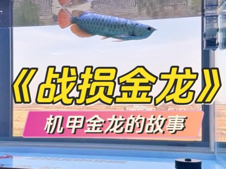 如何區分真假24K龍魚？