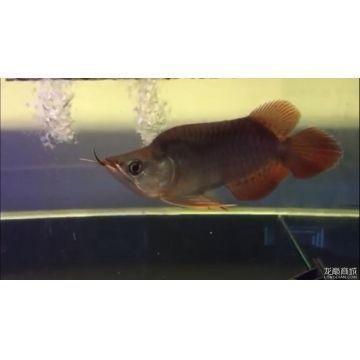 龍魚和清道夫可以一起養嗎，龍魚和清道夫可以一起養嗎？