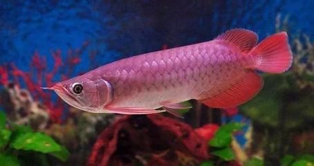 一條紅龍魚加了兩條銀龍魚突然不吃食了（紅龍魚和銀龍魚不吃食怎么辦）