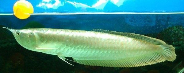 一條紅龍魚加了兩條銀龍魚突然不吃食了（紅龍魚和銀龍魚不吃食怎么辦）