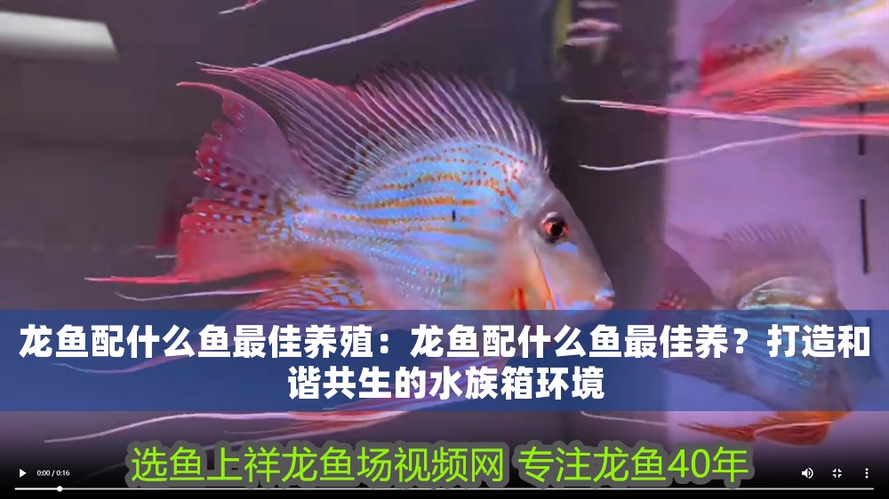 龍魚配什么魚最佳養殖：龍魚配什么魚最佳養？打造和諧共生的水族箱環境