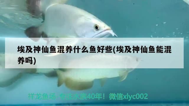 龍魚配什么魚最佳養殖：龍魚配什么魚最佳養？打造和諧共生的水族箱環境