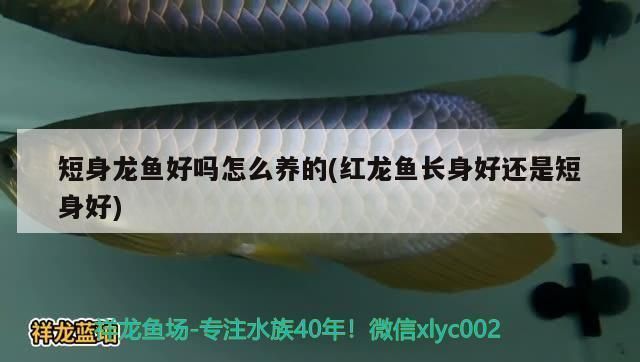 龍魚長身好還是短身好：長身龍魚和短身龍魚各有千秋