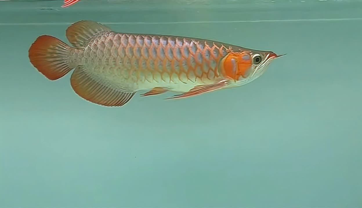 龍魚公母對照圖（龍魚公母對照圖，幫助養魚愛好者準確識別出龍魚的性別）