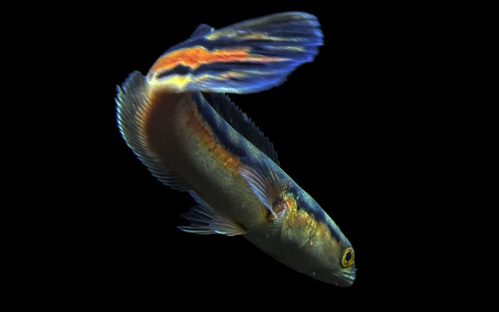 雷龍魚如何訓食（關于雷龍魚訓食的要點）