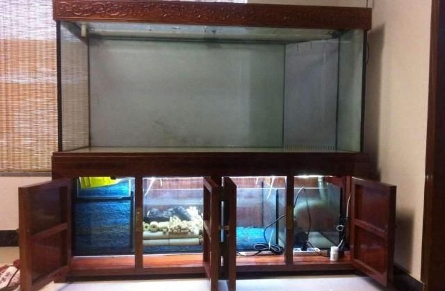 古典過背金龍魚用什么燈光好看（古典過背金龍魚燈光布置技巧金龍魚燈光布置技巧）