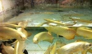 天津龍魚祥龍魚場：2019-2025年中國龍魚養殖行業市場前景看好
