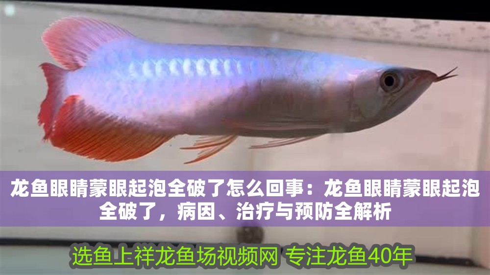 龍魚眼睛蒙眼起泡全破了怎么回事：龍魚眼睛蒙眼起泡全破了，病因、治療與預防全解析