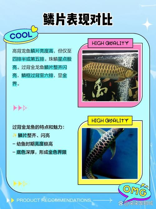 金龍魚過背和不過背的區(qū)別圖片對比大全