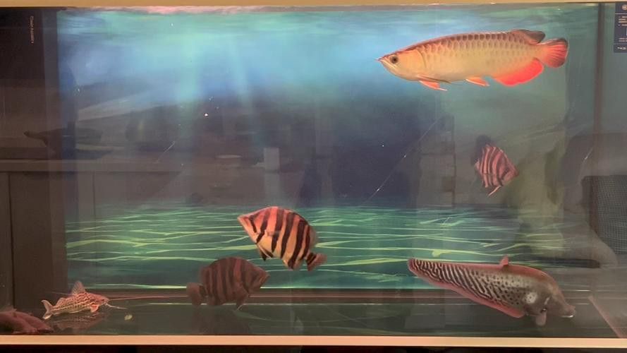 金龍魚過背和不過背的區(qū)別圖片對比大全