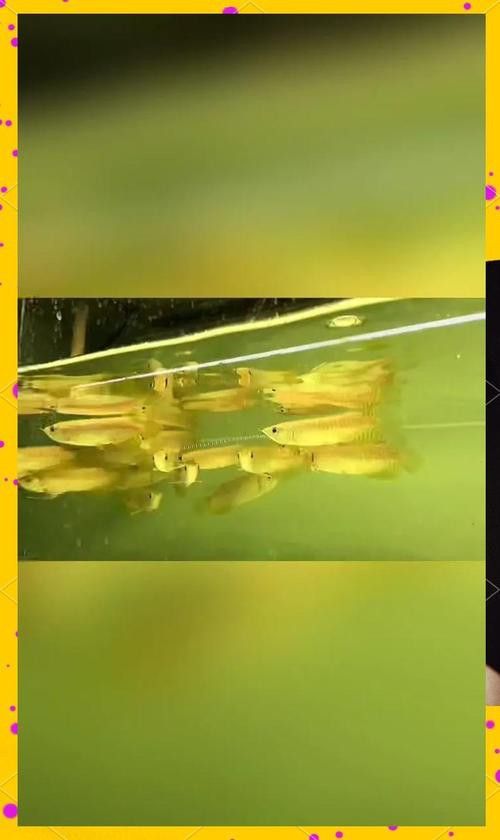 金龍魚過背和不過背的區(qū)別圖片對比大全