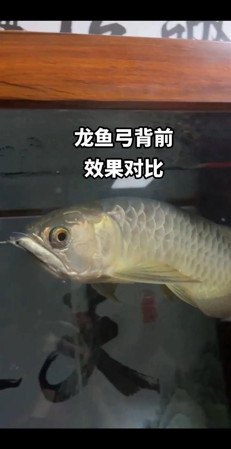 金龍魚過背和不過背的區(qū)別圖片對比大全