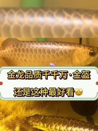 金龍魚過背和不過背的區(qū)別圖片對比大全