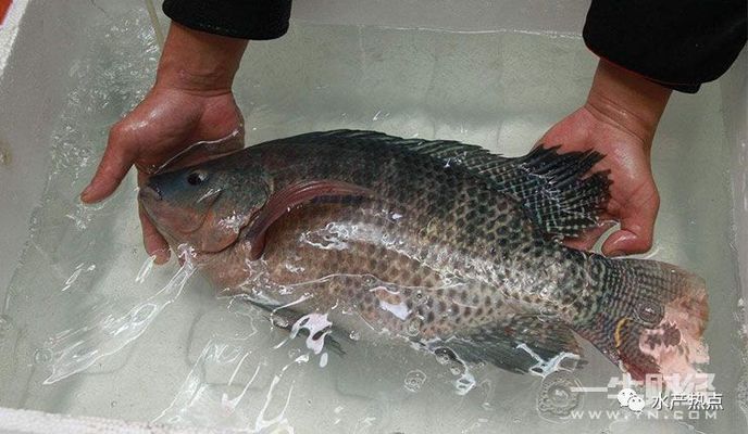 禁止進出口龍魚嗎：如何辨別龍魚是否合法進口