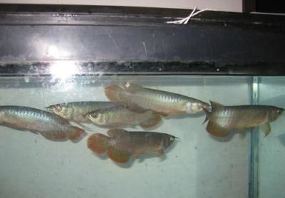 禁止進出口龍魚嗎：如何辨別龍魚是否合法進口